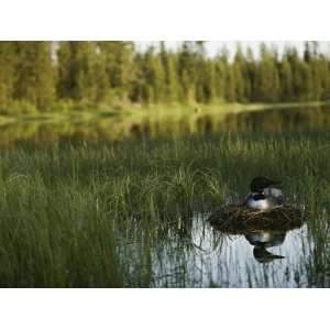  A Loon in Breeding Colors Incubates its Eggs in its Nest 