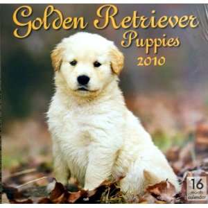  Golden Retriever Puppies a 16 Month 2010 Wall Calendar 