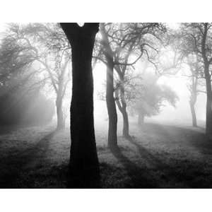  Trees In the Fog I   Poster by Tom Weber (35.5X27.5)