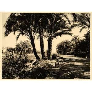  1929 Deir Mawas Muas Egypt Nile River Dam Palm Tree Boy 