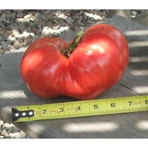   Lifter Tomato   4 starter plants   Heirloom Patio, Lawn & Garden