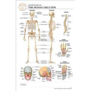 11 x 17 Post It Anatomical Chart HUMAN SKELETON  