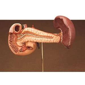 Somso Human Spleen, Duodenum, and Pancreas Model  