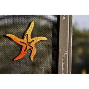  Starfish Magnetic Screen Saver