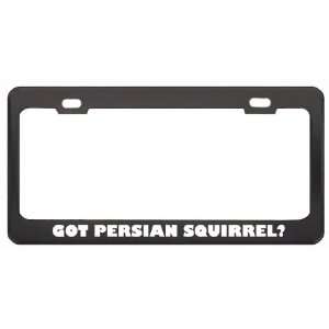 Got Persian Squirrel? Animals Pets Black Metal License Plate Frame 
