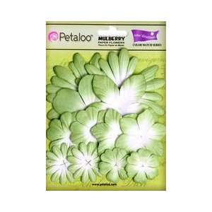   Petaloo Coredinations Color Match Mantis 12pc (3 Pack)