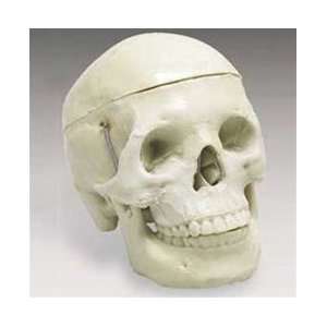    Mr Thrifty 4th Quality Skull   Halloween Prop 