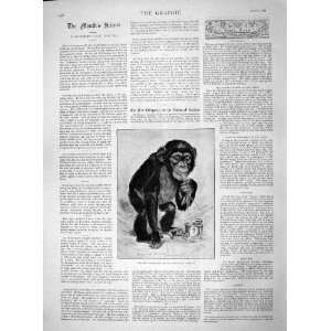  1892 Chimpanzee Monkey Zoological Gardens London