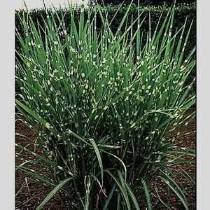  GRASS MAIDEN PORCUPINE / 3 gallon Potted Patio, Lawn 