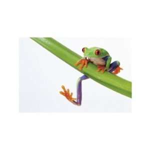  Red Eyed Tree Frog   Poster (15.75x11.8)