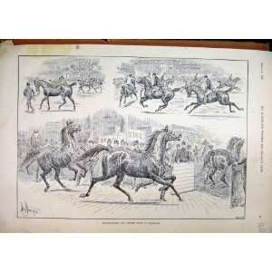  Thoroughbred Hunter Show Islington 1896 Horse Trotting 