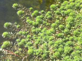   (Myrophyllum aquaticum) Provides great shelter for pond fish  