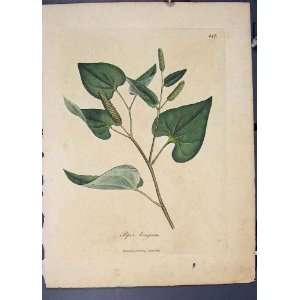  Piper Longum Flora Fauna Flower Colour Antique Print