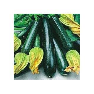 Summer Squash Black Beauty Zucchini Certified Organic Heirloom Seeds 