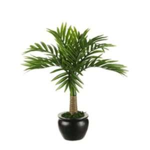  12 Desktop Coconut Palm Plant