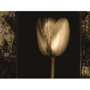  White Tulipa II   Poster by Rick Filler (27.5x19.75)