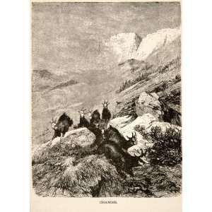  1881 Wood Engraving Goat Antelope Chamois Alps Switzerland 