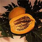 papaya tree  