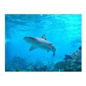   Publishing   B PPBPVP1830 Shark  24 x 18  Poster Print