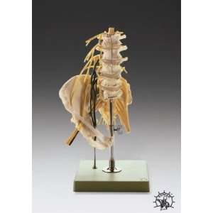 Lumbar Spine Model with Innervation Professional  