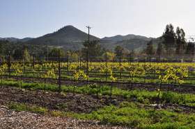 Landmark Vineyards Winery 