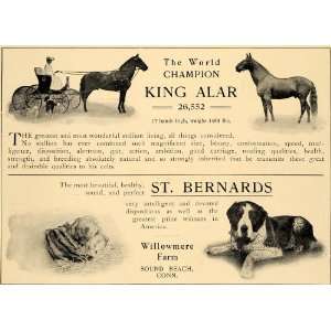  1905 Ad World Champion Horse Bernards Willowmere Farm 