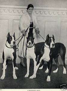 GREAT DANE Harlequin Mantle Dogs and Lady Print 1934  