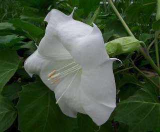 White Angels Trumpet DATURA Moon Flower 25 Seeds  