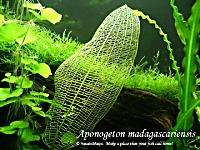 madagascar   Live Aquarium Plant Fish Tank Decor INV  