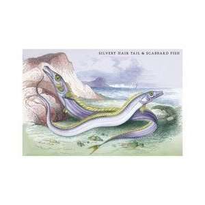  Silvery Hairtail and Scabbard Fish 20x30 poster