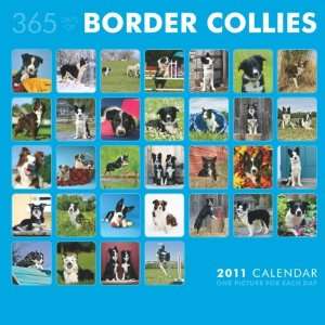   Border Collies 365 Days 2011 Wall Calendar 12 X 12