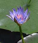 SACRED EGYPTIAN LILY SEEDS Nymphaea Caerulea Blue Lotus