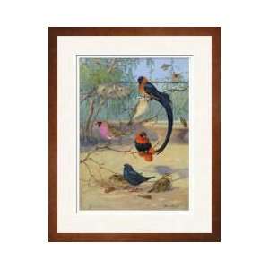 Whydahs Redbellied And Orange Weaverbirds Share A Branch Framed Giclee 
