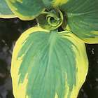 HOSTA GREAT ARRIVAL PLANT BARE ROOT SPRING SHIPPING FEB./MARCH  