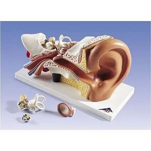  Four Part Ear Model