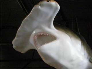 HUGE 14 ft Hammerhead Shark fish Replica 3/D Full MOUNT Real Teeth and 