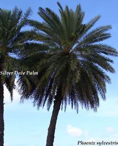 10 Live Silver Date Palm Tree P sylvestris Cold Hardy  