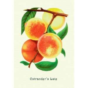 Exclusive By Buyenlarge Ostranders Late Peaches 28x42 Giclee on 