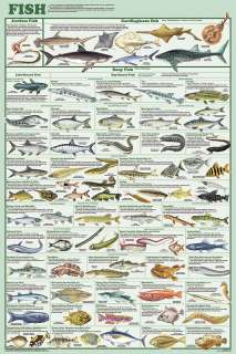 Fish Species Chart Educational Laminated Poster #209  