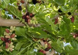 PERSIAN )Sweet Black Berry MULBERRY Tree Shahtoot  