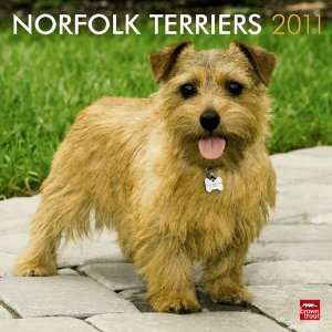    Norfolk Terriers 2011 Wall Calendar 12 X 12