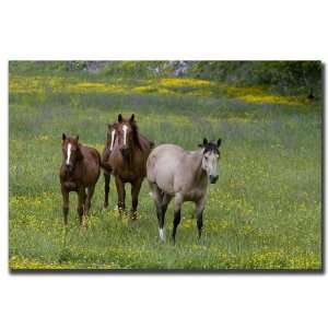  Horses in a Field by Cary Hahn 18x24 Ready to Hang Canvas 