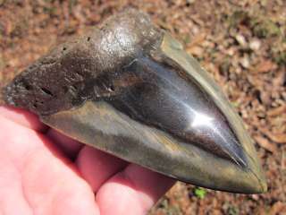 16 MEGALODON SHARK Tooth Fossil Fish Teeth Megladon South Carolina 