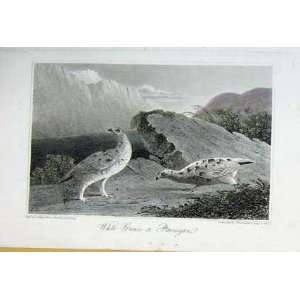  White Grouse Ptarmigan Color Antique Print Birds C1812 