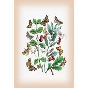  Paper poster printed on 20 x 30 stock. Moths Pericallia 