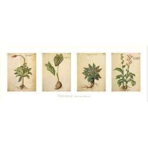  Herbarium I Poster Print