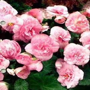  Non Stop Pink Begonia 2 Tubers Patio, Lawn & Garden