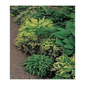  Shady Glade Collection11 plants Patio, Lawn & Garden