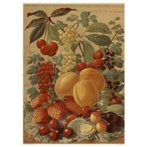  Fruits de Printemps by Archives 14x18 Health & Personal 