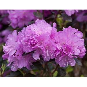 Amy Cotta Rhododendron   Proven Winners   Lavender/Pink 